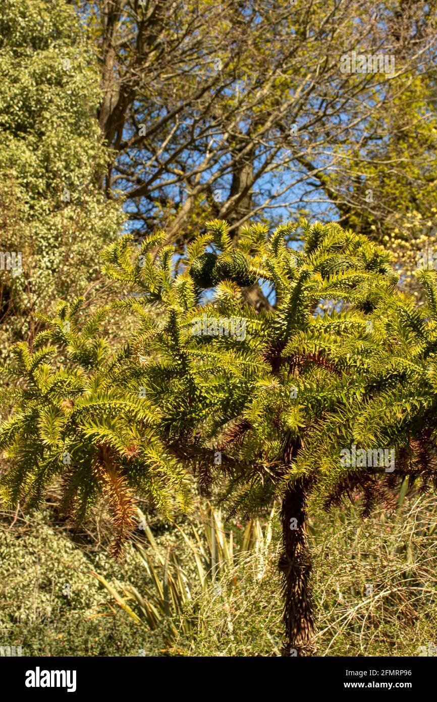 Araucaria angustifolia, Paraná pine, in bright spring sunshine Stock Photo