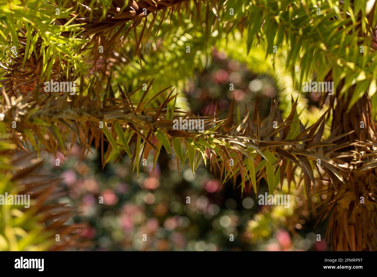 Araucaria angustifolia, Paraná pine, in bright spring sunshine Stock Photo