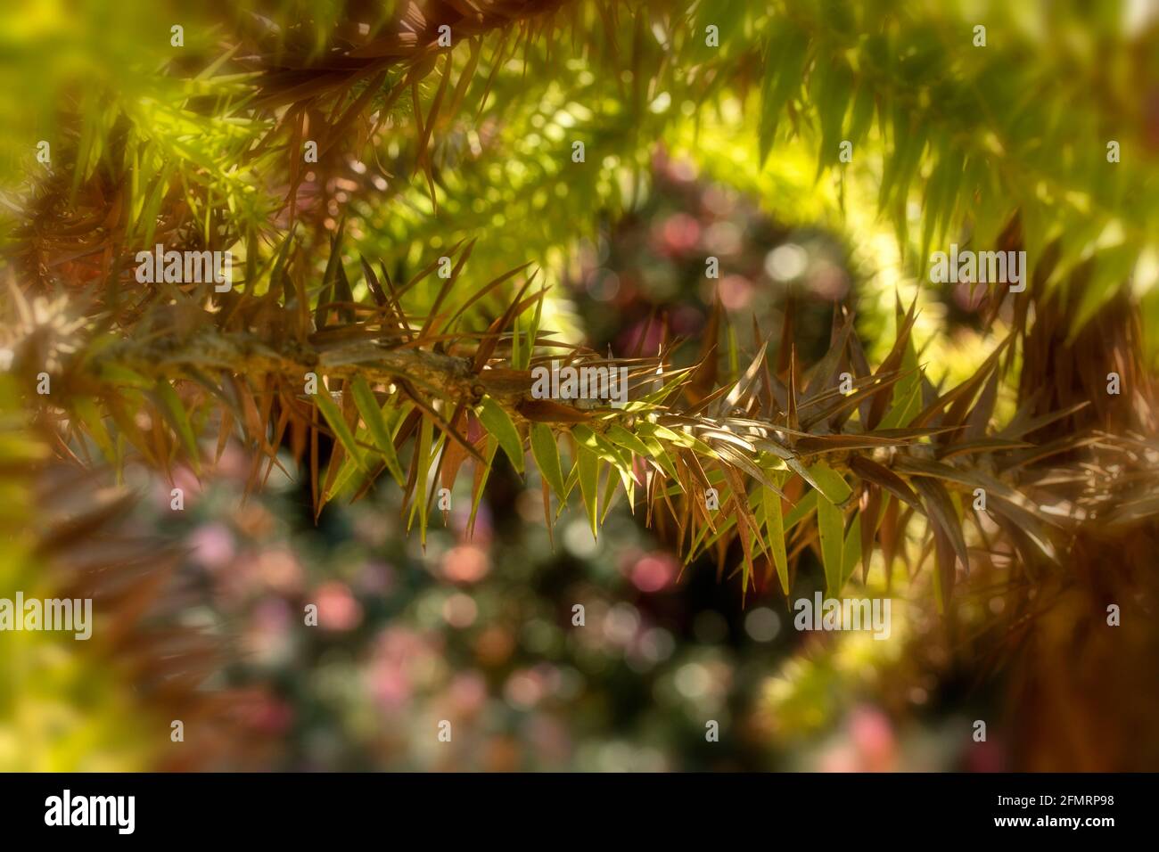 Araucaria angustifolia, Paraná pine, in bright spring sunshine Stock Photo