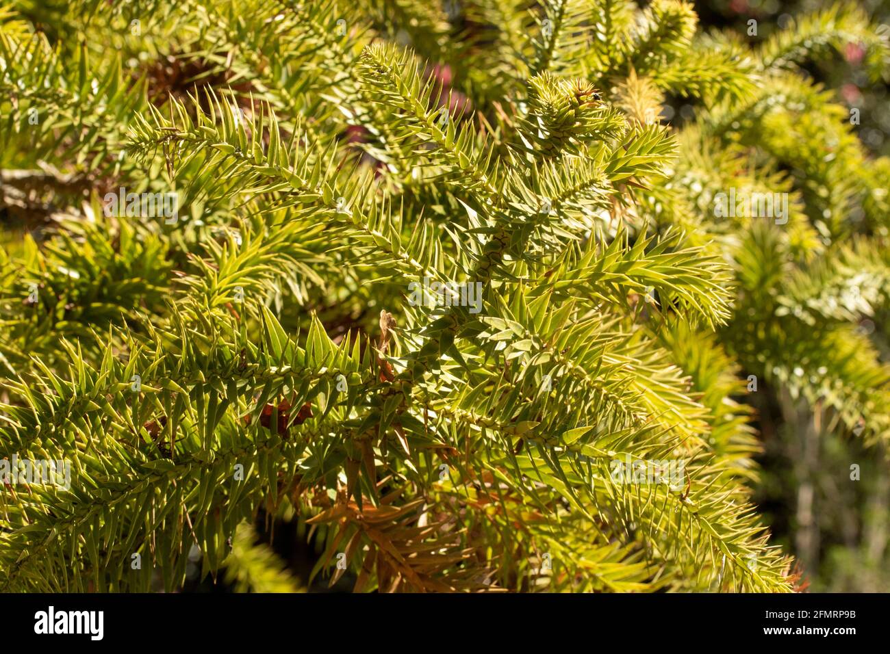 Araucaria angustifolia, Paraná pine, in bright spring sunshine Stock Photo