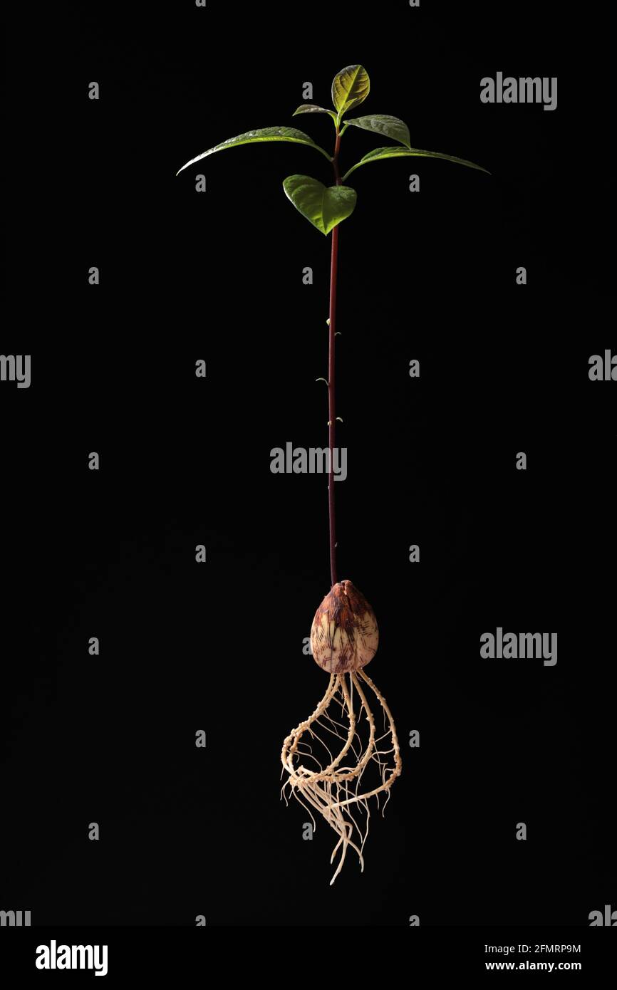 Young fresh avocado sprout with leaves isolated on dark background. Closeup. Stock Photo