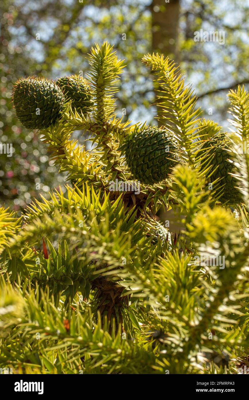Araucaria Angustifolia cones and branches, close-up, showing structure and texture Stock Photo