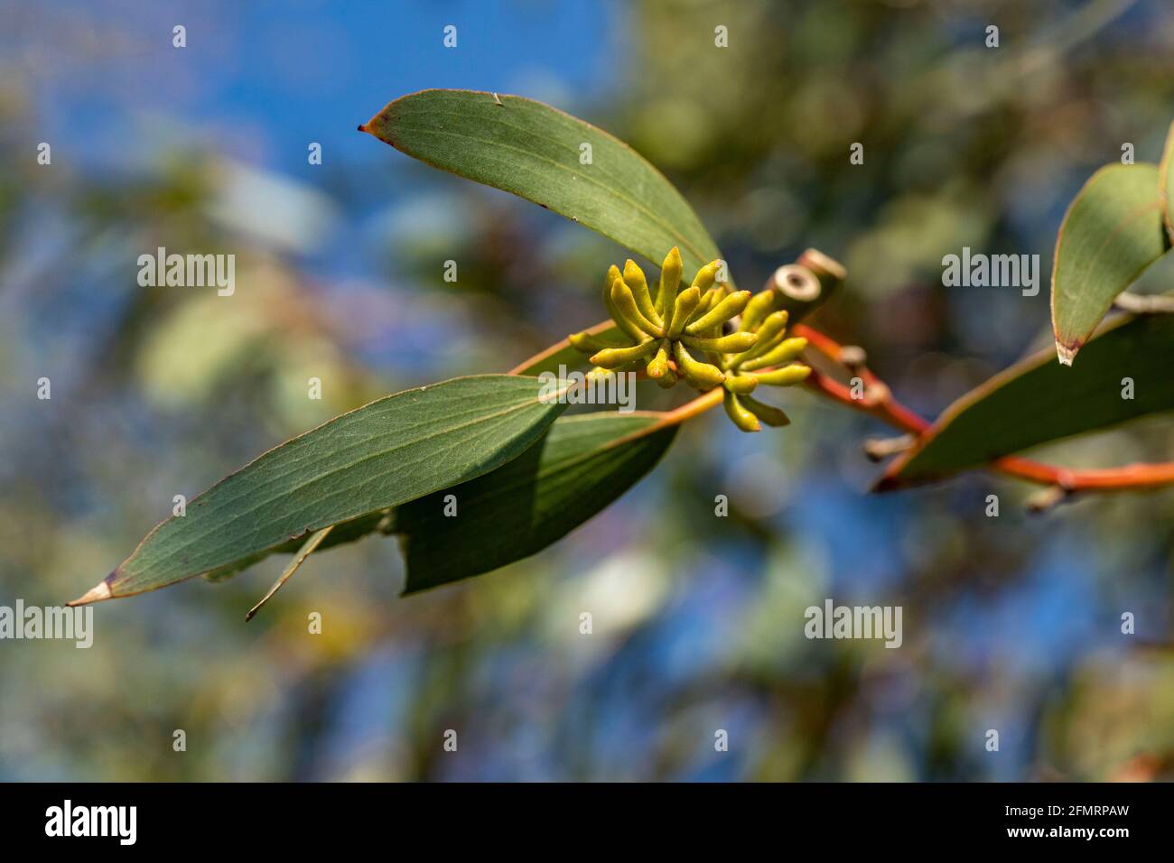 Abstract leaf shapes of Eucalyptus Pauciflora Niphophila, natural plant portrait Stock Photo