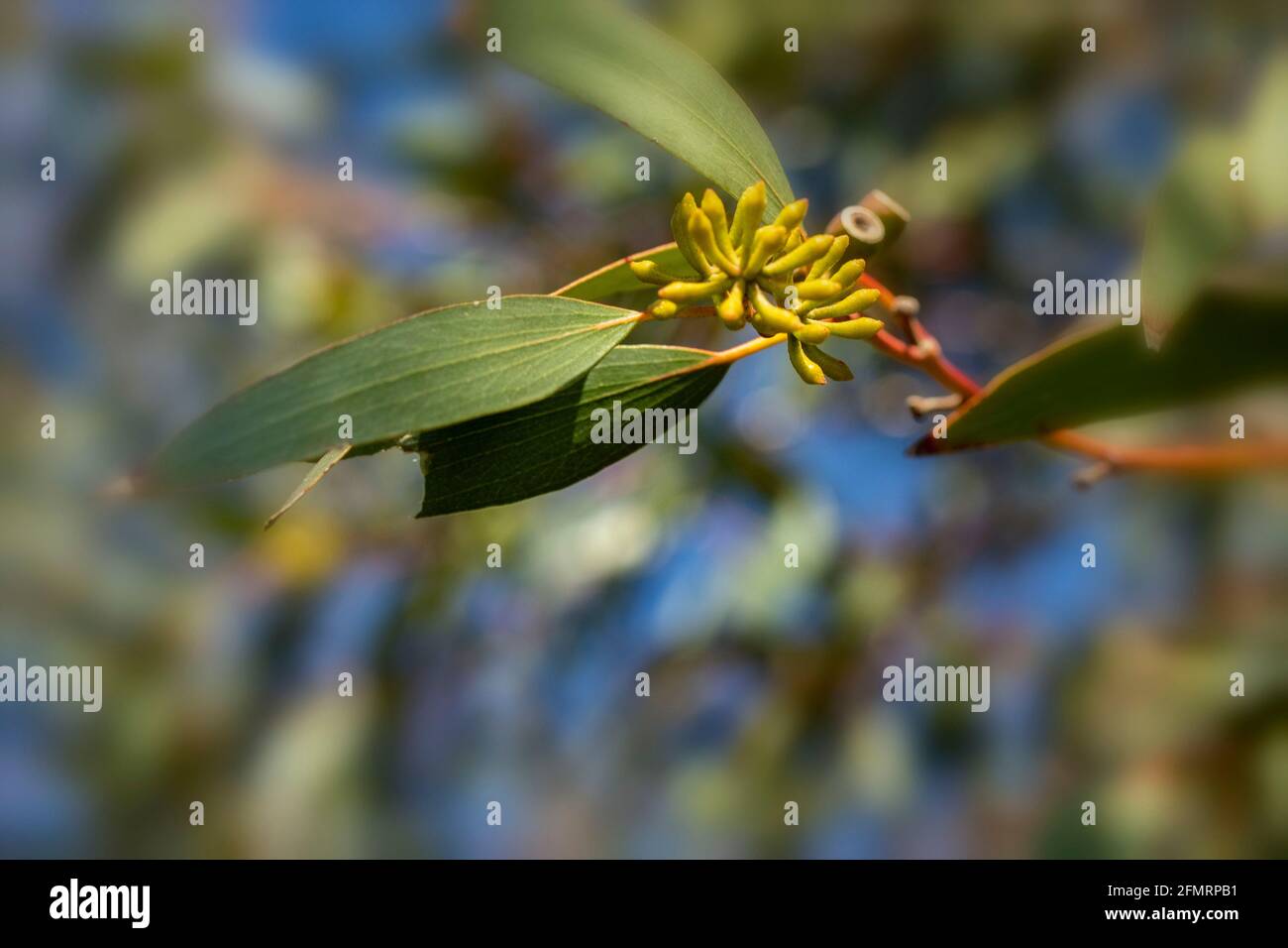 Abstract leaf shapes of Eucalyptus Pauciflora Niphophila, natural plant portrait Stock Photo