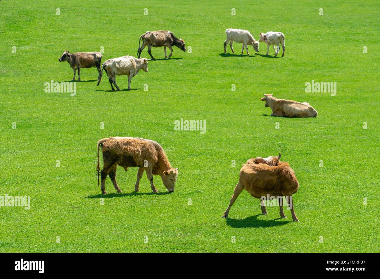 Grazing cows on a mountain green pasture Stock Photo - Alamy