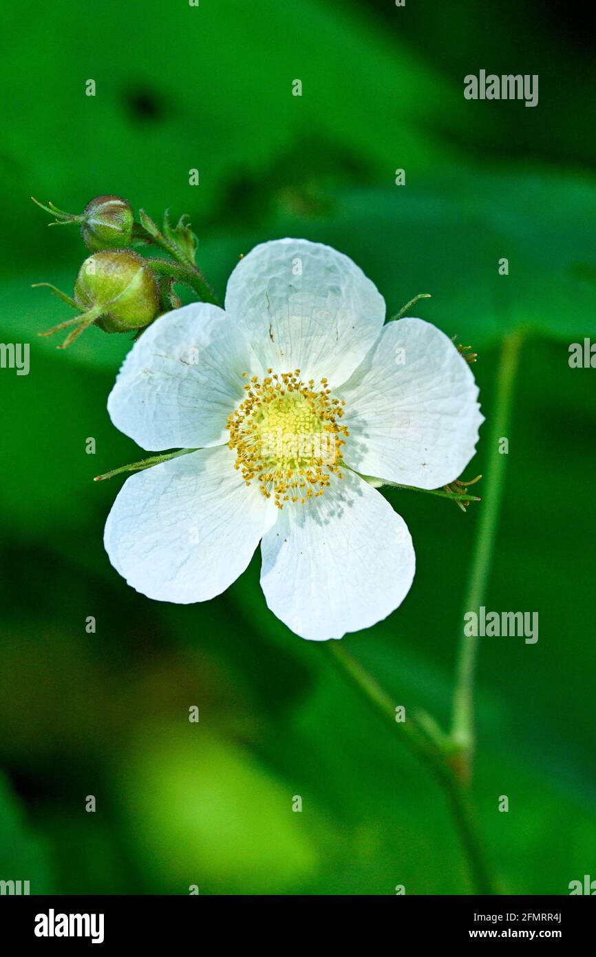 Burnaby central park hires stock photography and images Alamy