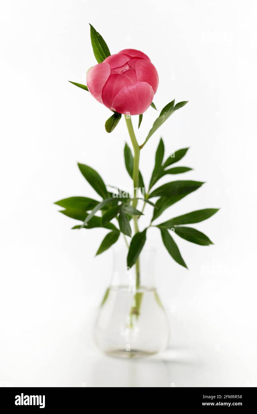 Pink peonia flower isolated on a white background. Directly above. Stock Photo