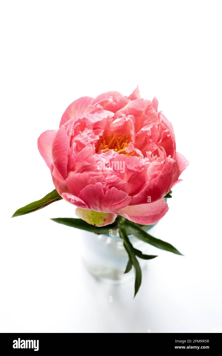 Pink peonia flower isolated on a white background. Directly above. Stock Photo