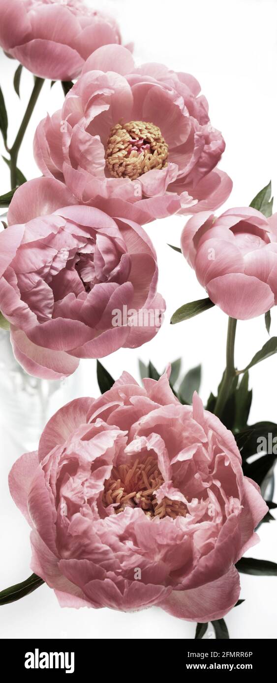 Beautiful pink peonies flowers isolated on white background Stock Photo ...