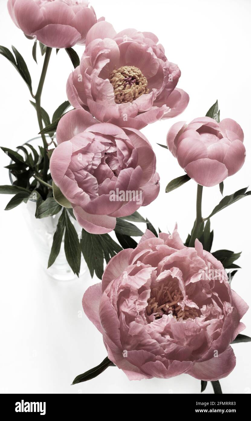 Beautiful pink peonies flowers isolated on white background Stock Photo ...