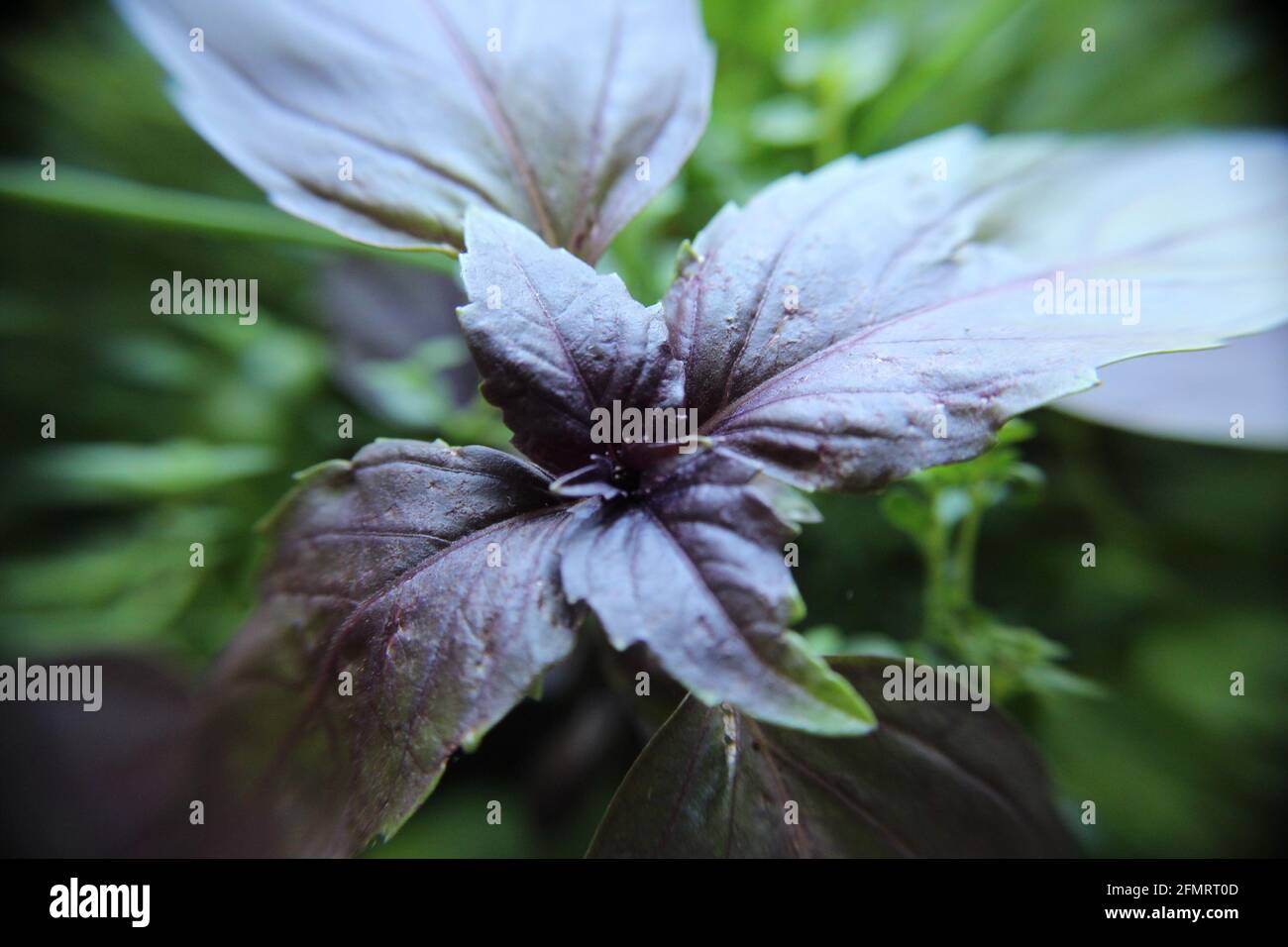 Purple Basil plant Stock Photo Alamy