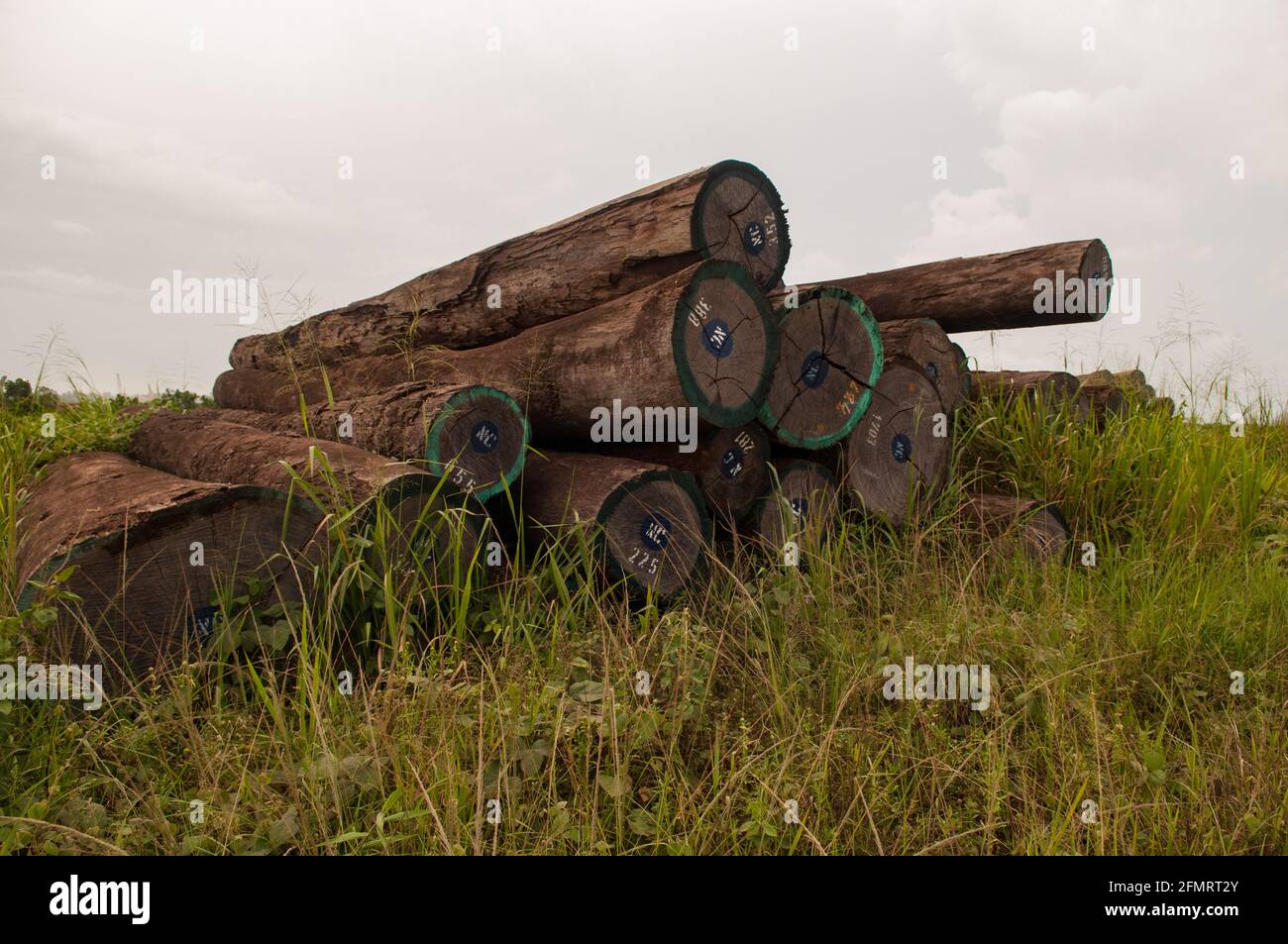 Illegal logging hi-res stock photography and images - Alamy