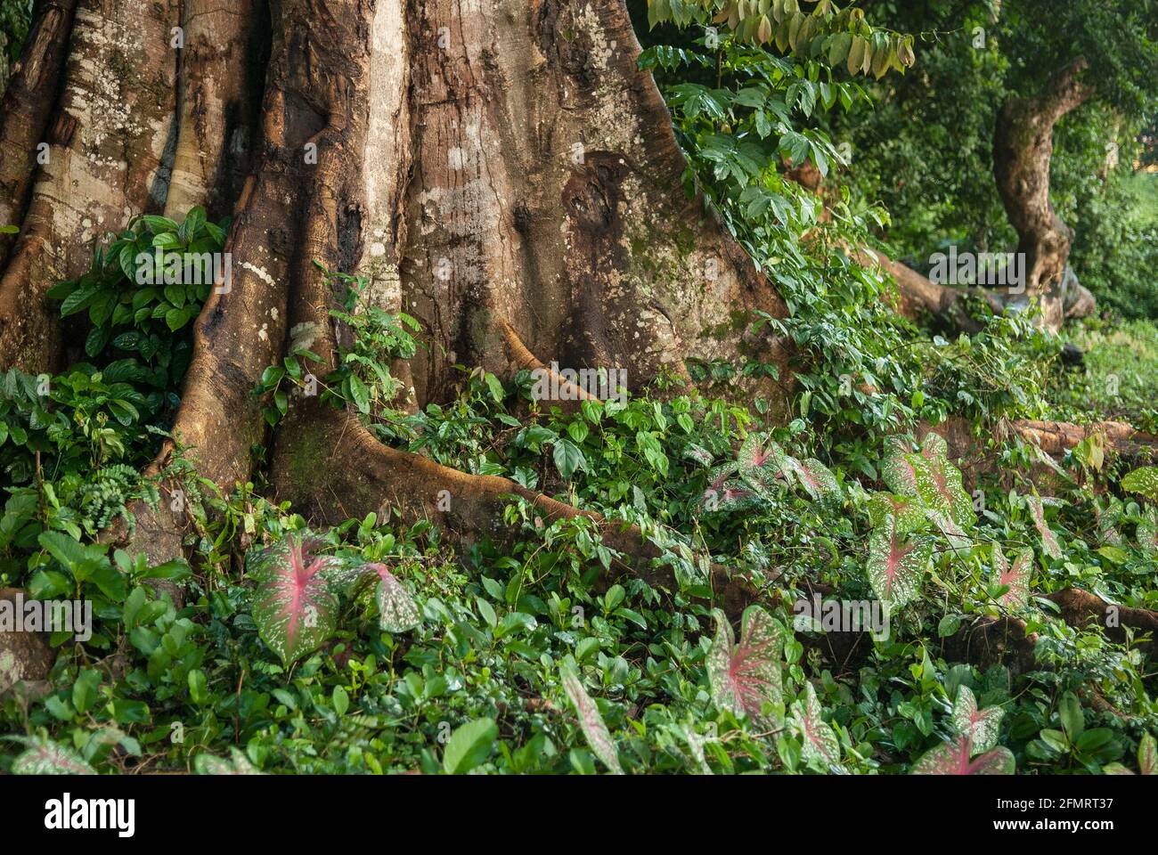 Diversity of plants in Liberian rainforest tree's buttress roots Stock