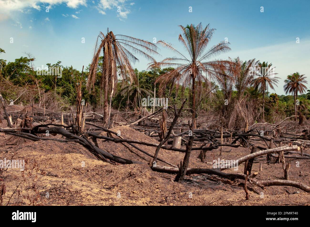 Area of forest recently cleared and burnt for subsistence agriculture in Liberia, West Africa Stock Photo