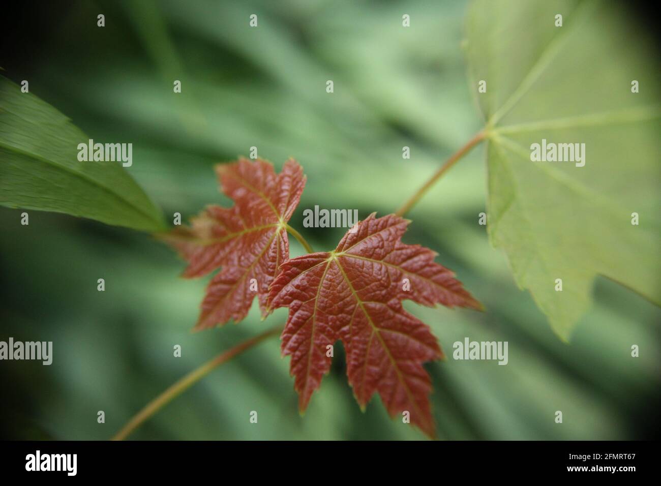 Tiny red leaves hi-res stock photography and images - Alamy