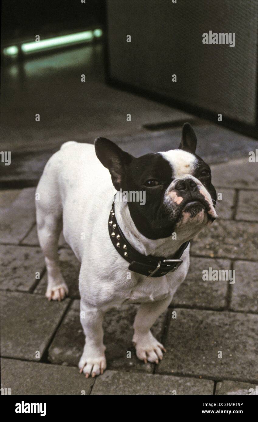 Was willst Du? Französische Bulldogge auf der Straße mit misstrauischem Blick. - What's up man? French Bulldog on a sidewalk with weary eyes. Stock Photo