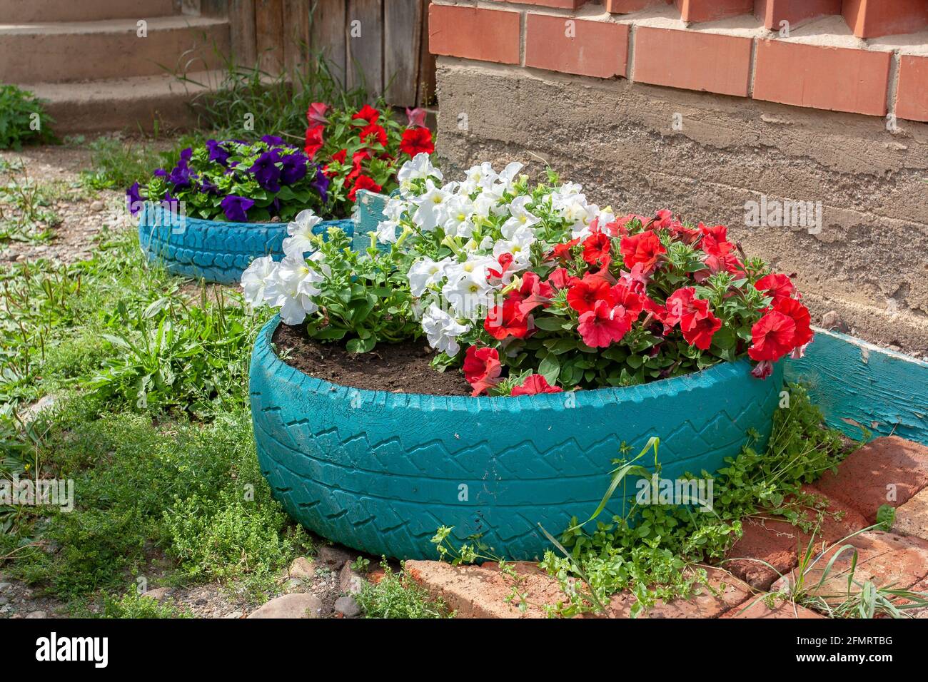 Two petunia flower beds made in old car tires next to house. Horizontal image. Stock Photo