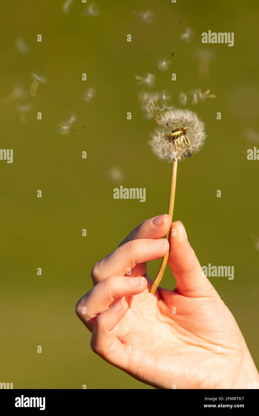 Hand holding a dandelion. Dandelion seeds floating in the air Stock
