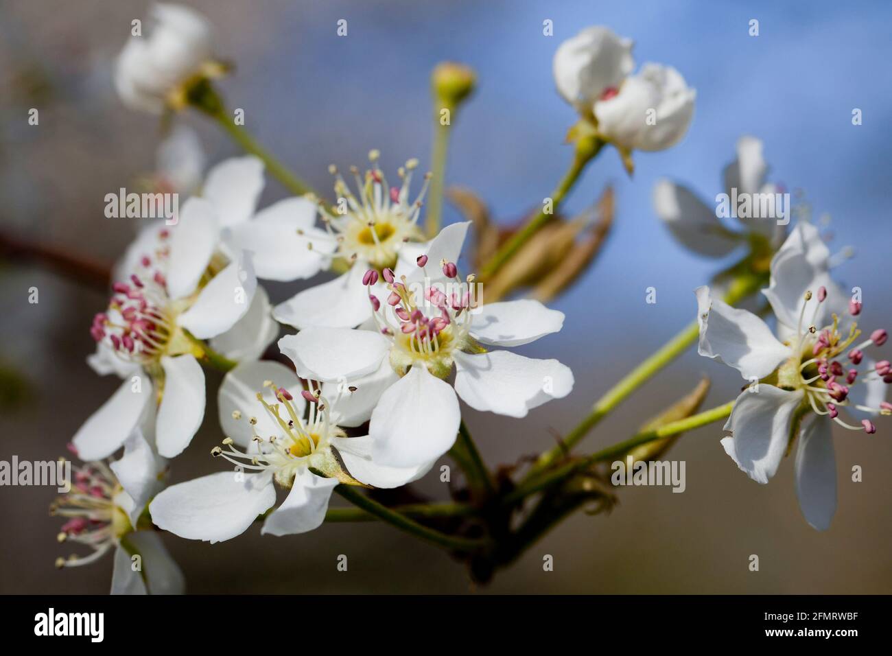 Asian pear blossoms (Pyrus pyrifolia) Stock Photo