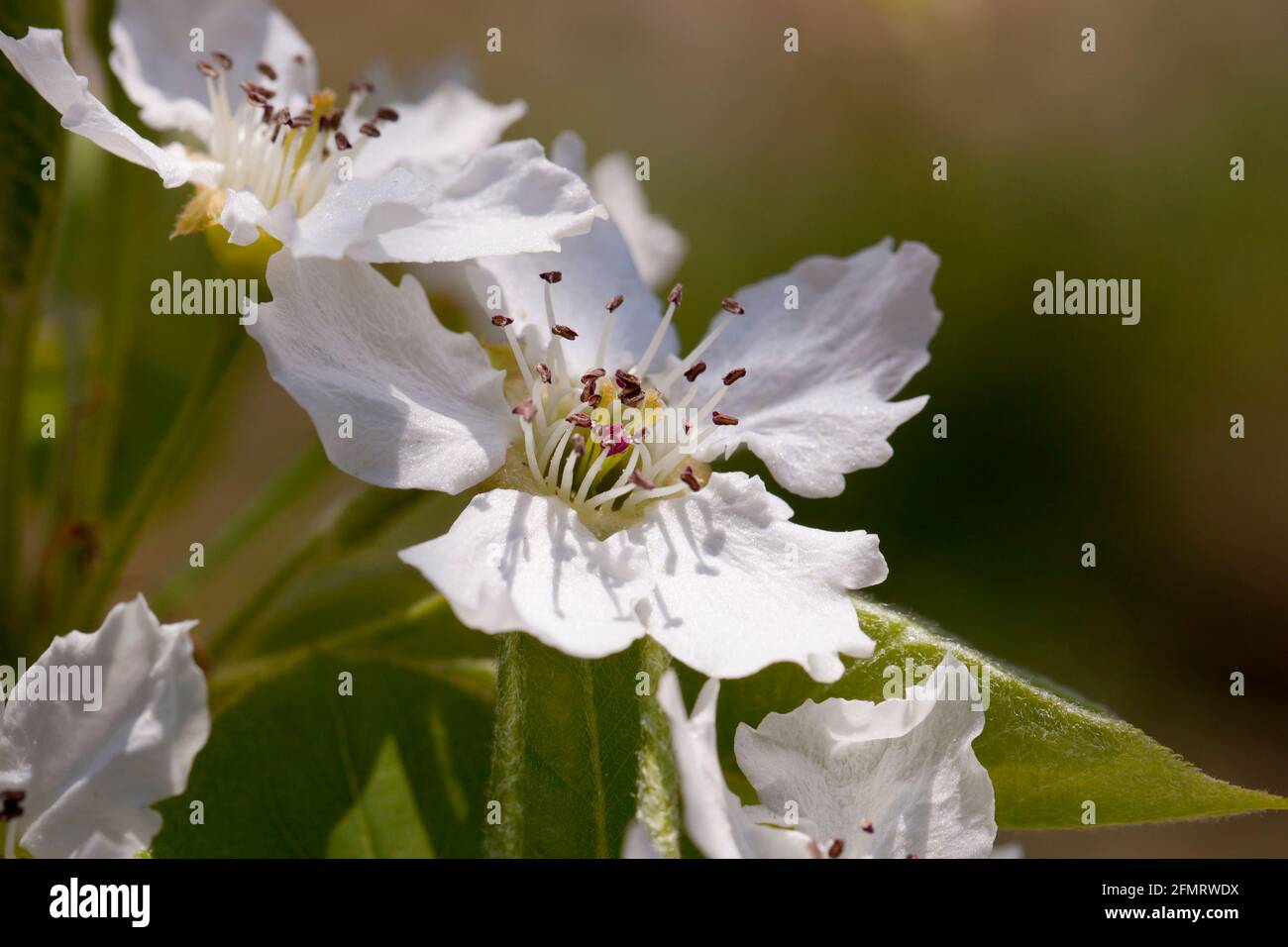 Asian pear blossoms (Pyrus pyrifolia) Stock Photo