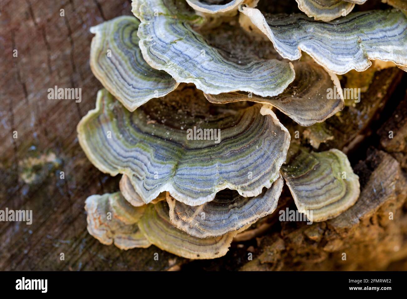 Turkey tail mushroom hires stock photography and images Alamy