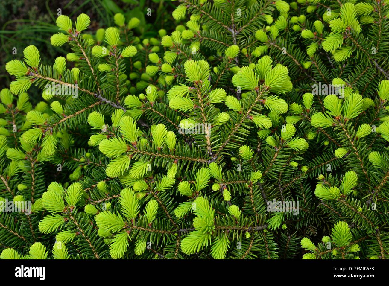 Norway spruce - Picea abies or European spruce with young shoots Stock Photo
