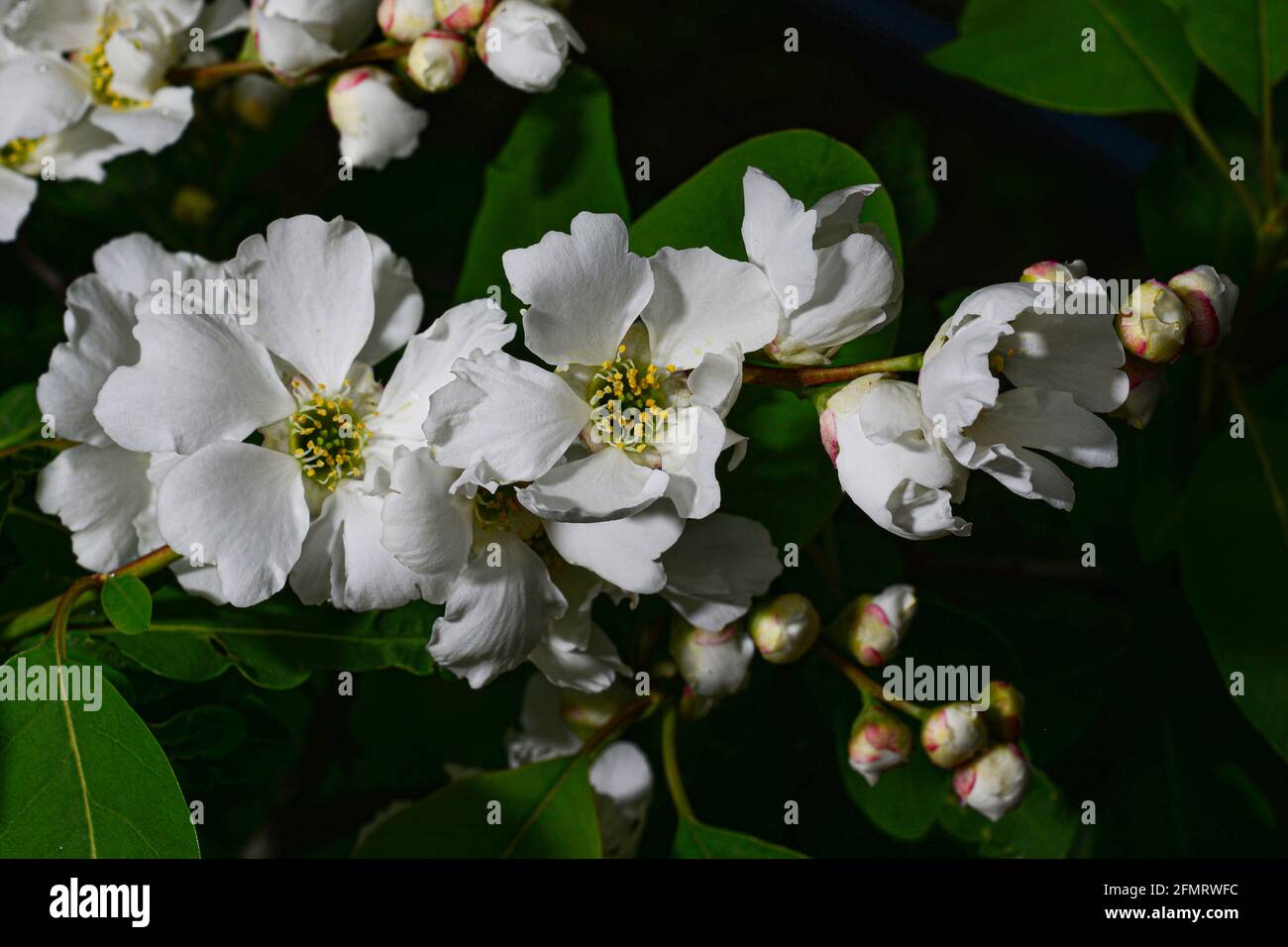 Beautiful bunch of flowers of shrub pearl bush Exochorda Stock Photo