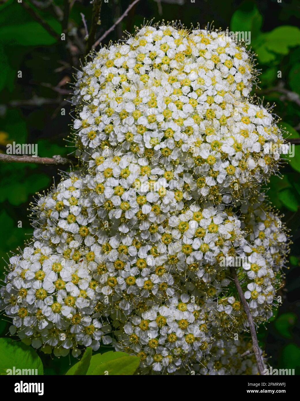 Macro of delicate flowers on a spirea branch. Spring Stock Photo