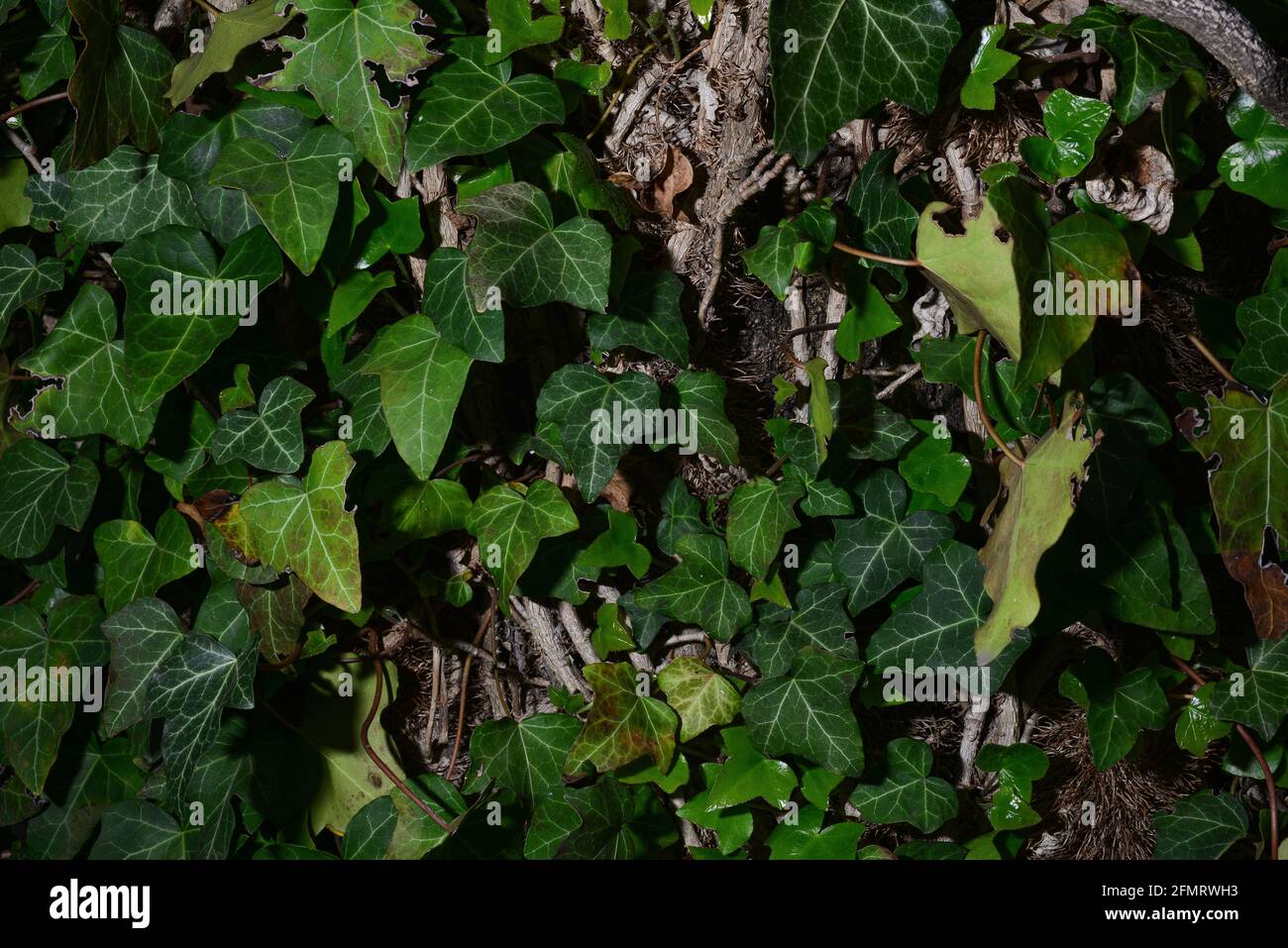 Ivy texture wraps around a tree trunk Stock Photo