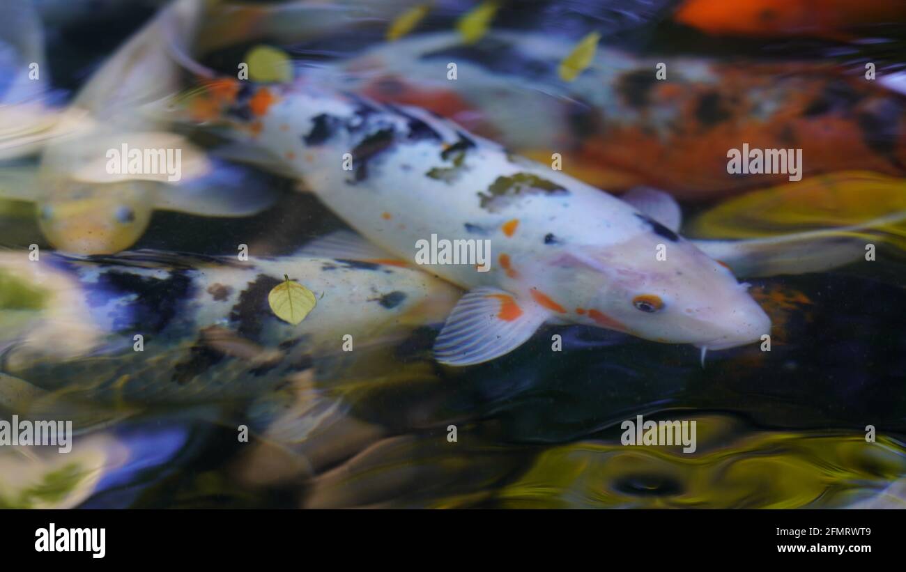 Fish In Pool Multicolored big fish swim in the outdoor pool Stock Photo - Alamy