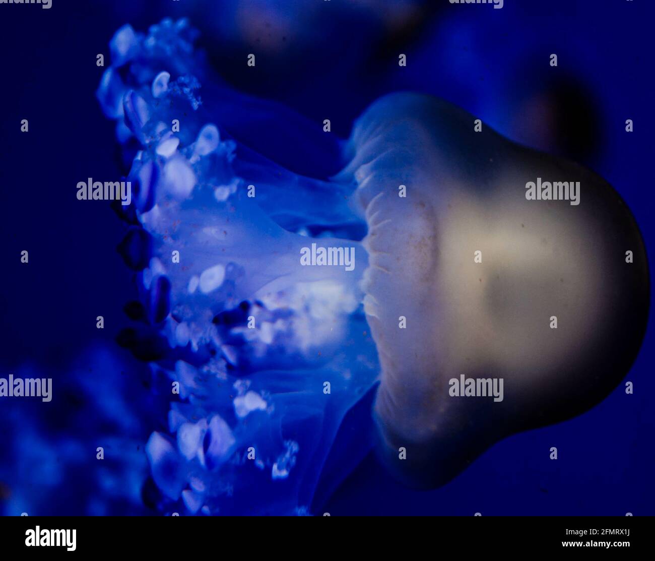 Closeup shot of a blue jellyfish deep underwater Stock Photo - Alamy