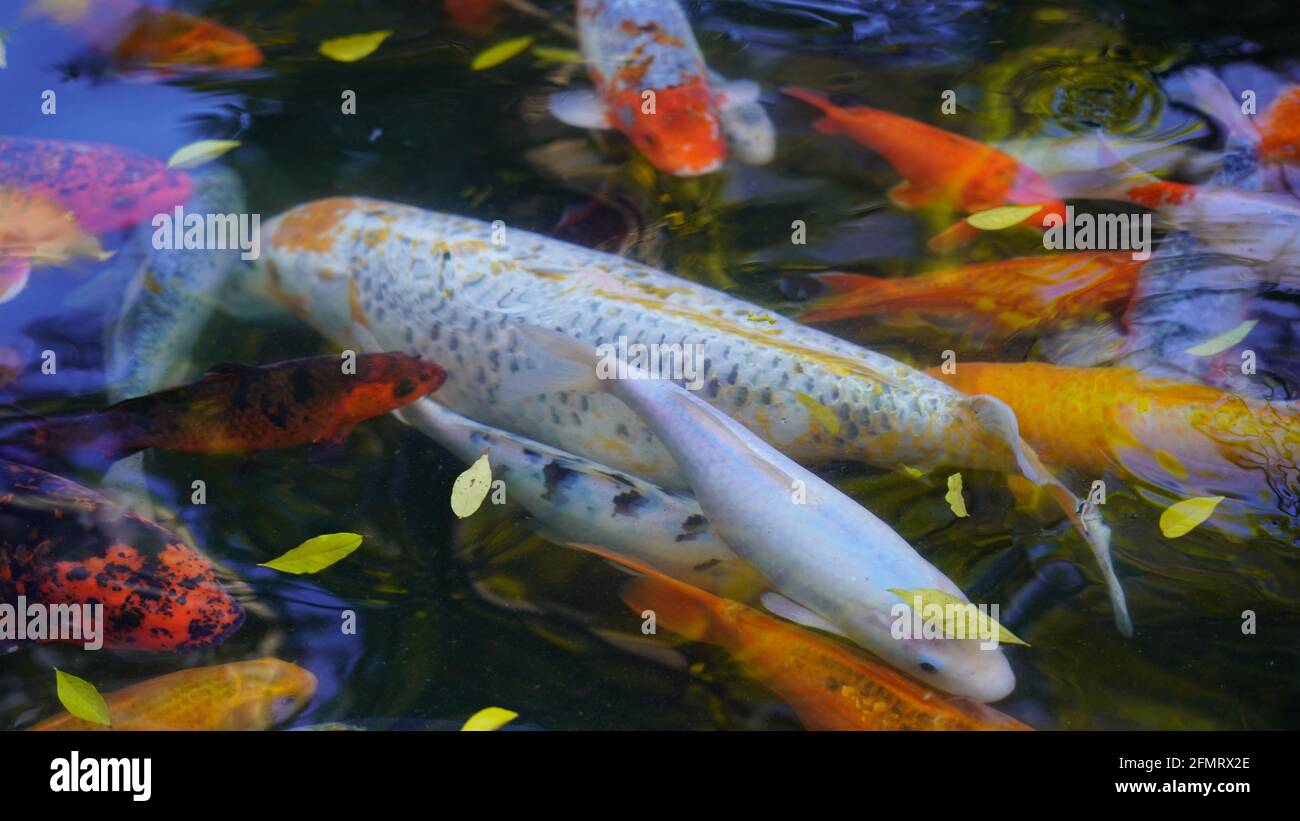 Multicolored big fish swim in the outdoor pool Stock Photo - Alamy