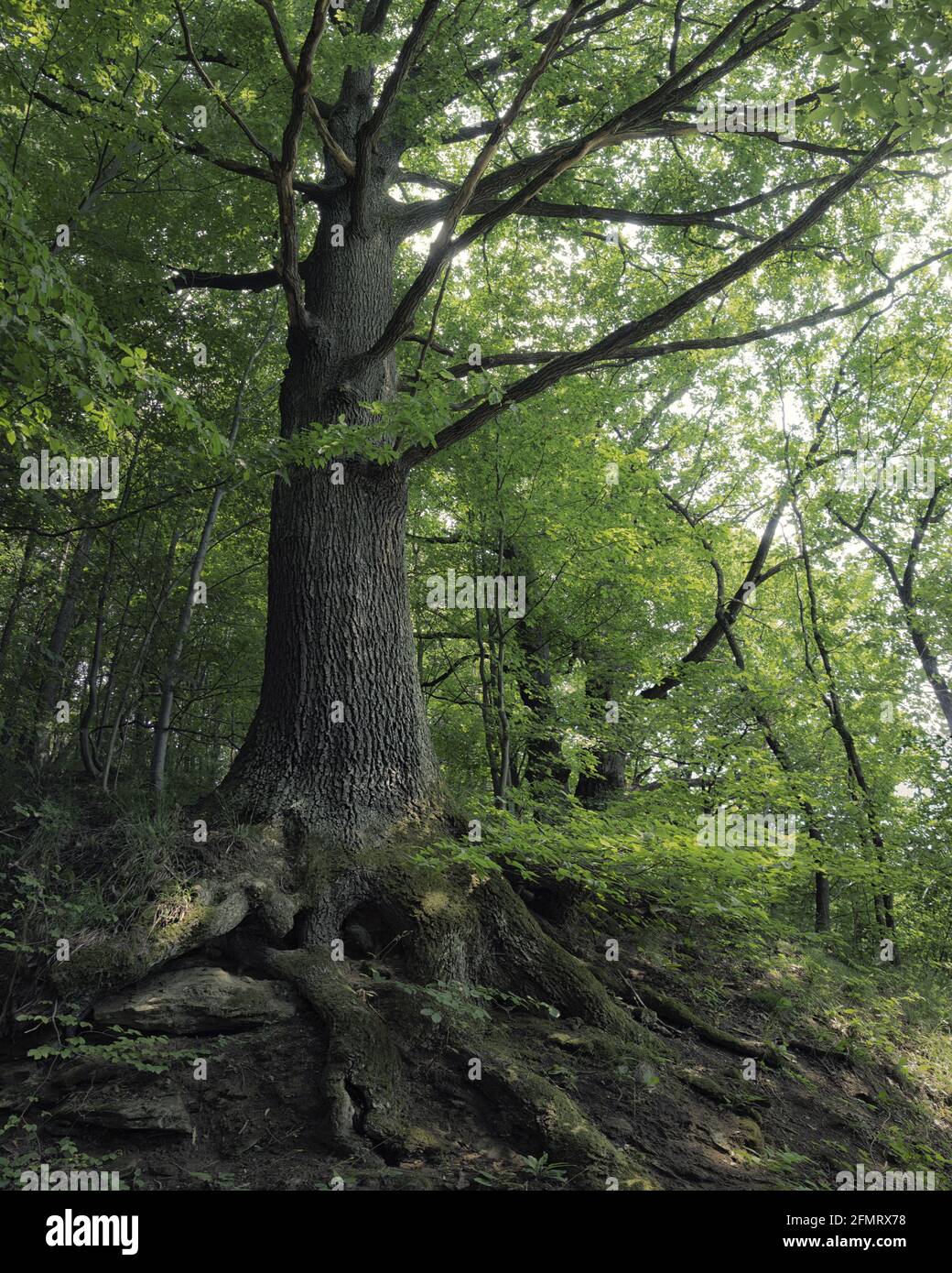 Old majestic tree hi-res stock photography and images - Alamy