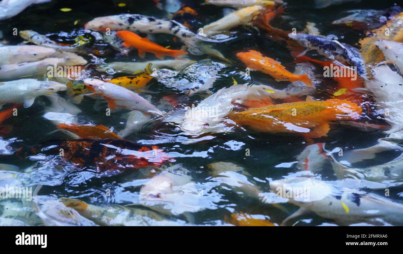 Multicolored big fish swim in the outdoor pool Stock Photo - Alamy