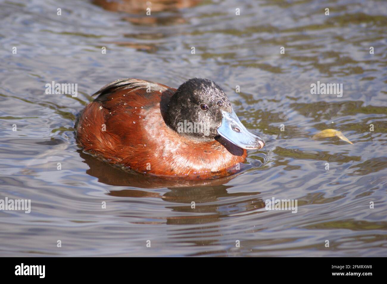 Argentine Ruddy Duck Stock Photo