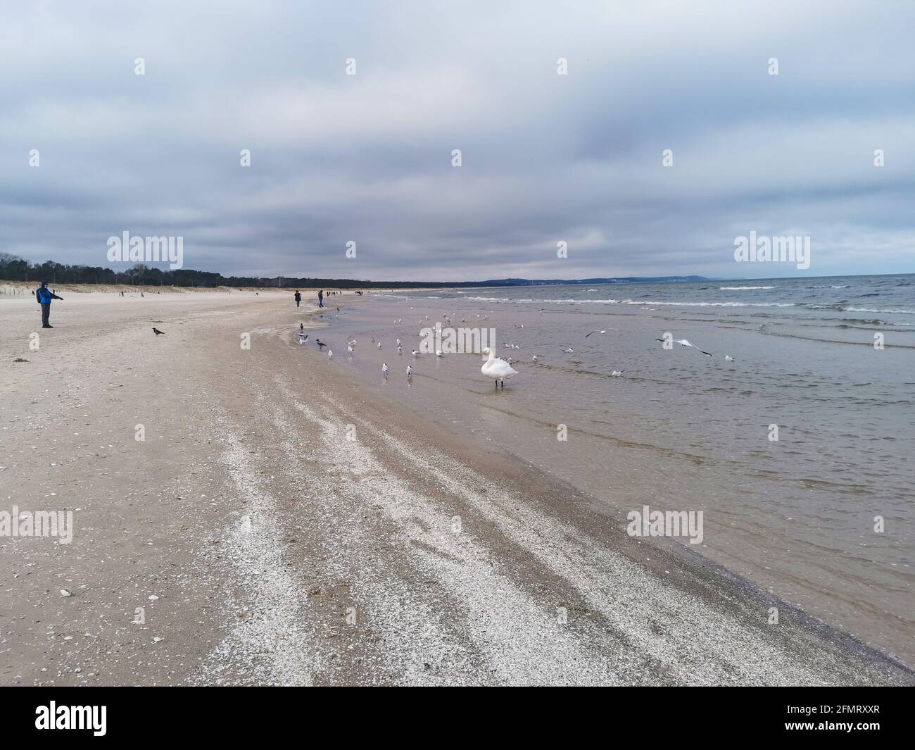 Baltic sea in a winter, cold day, seagulls and swan near water, Swinoujscie, Poland Stock Photo