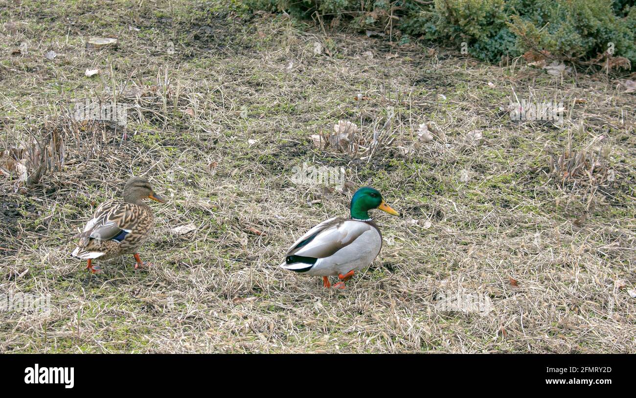 Ducks walk on old autumn grass against the background of a juniper bush. In early spring, ducks are busy looking for food. Stock Photo