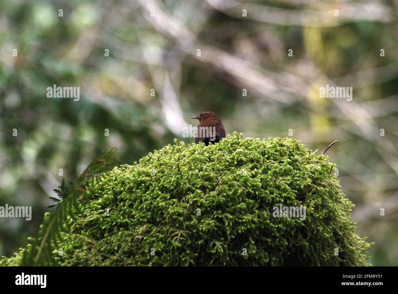 A winter wrens sits on a mossy stump in the Cascade Mountains Stock Photo