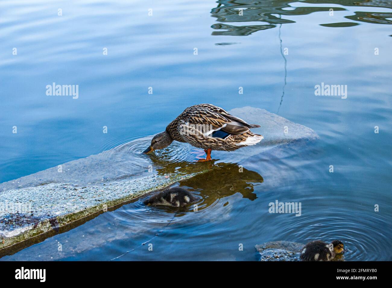 A brood of mallard ducklings pecks at the pond and drinks water. Little ducks have pale yellow and brown tones. Stock Photo