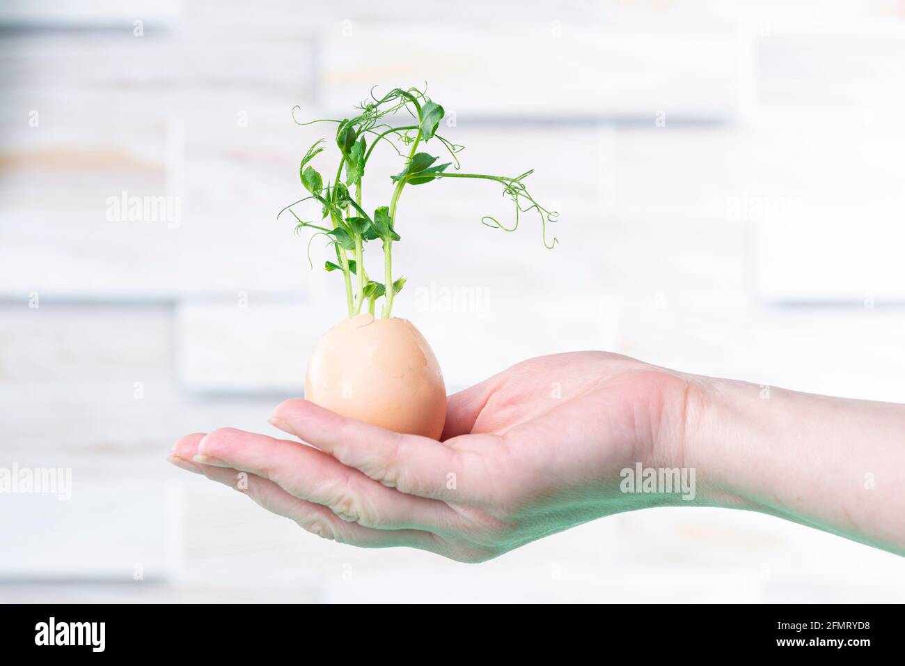 Microgreen sprouts in eggshell. Easter decorations. Easter egg. Stylish rural still life. Zero Waste Concept. Stock Photo