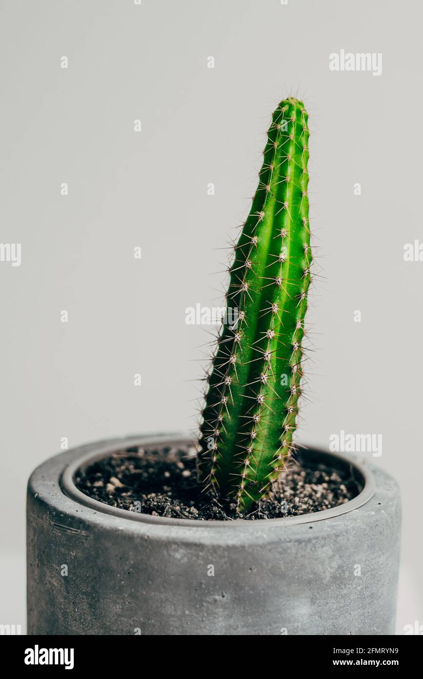 cactus jack hat Travis Scott Highest In The Room Cactus Jack Hat Brown main image 1