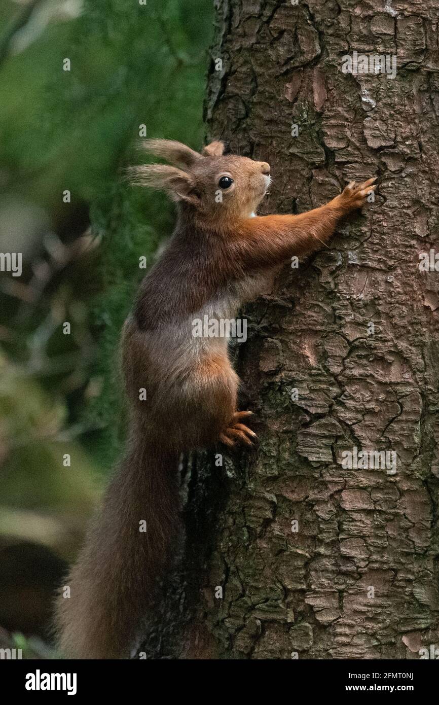 Red Squirrel (Sciurus vulgaris) - Scotland, UK Stock Photo