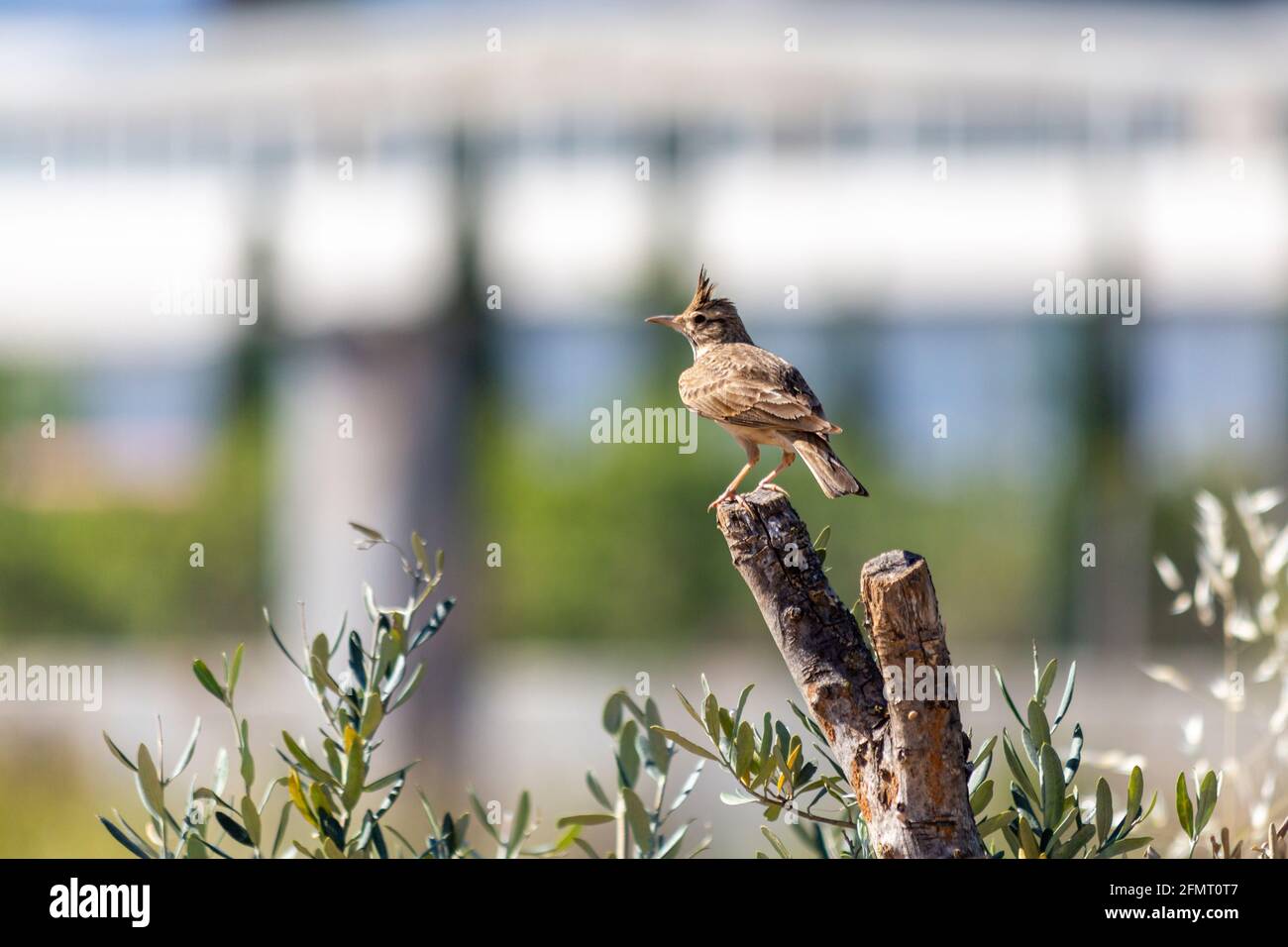 Crested lark (cristata in the Gallery) is a species of bird belonging to the larkeae family. Stock Photo