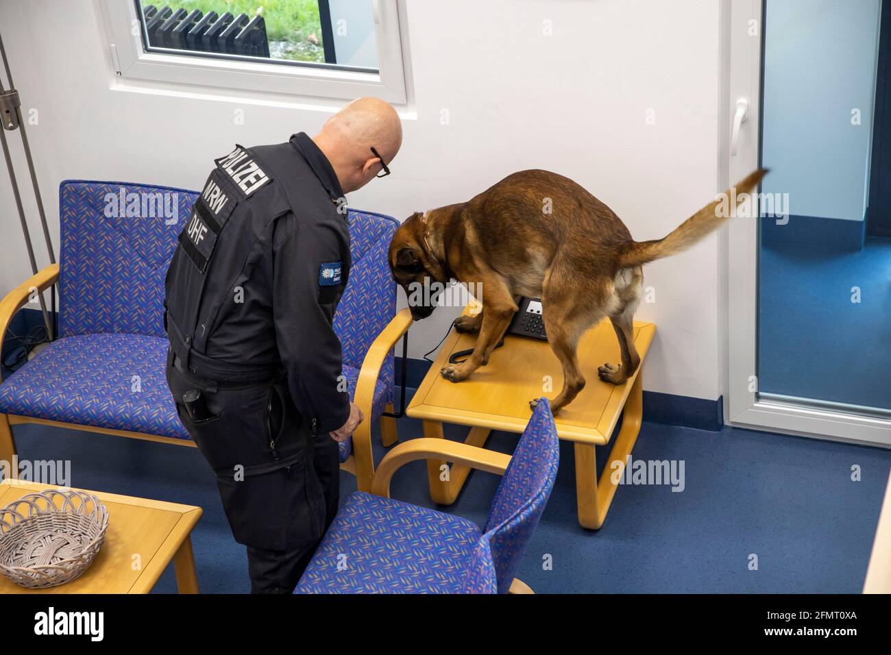 Data storage sniffer dog of the NRW police, here in a training flat, training institute, the dogs can sniff out data media such as USB sticks, hard dr Stock Photo