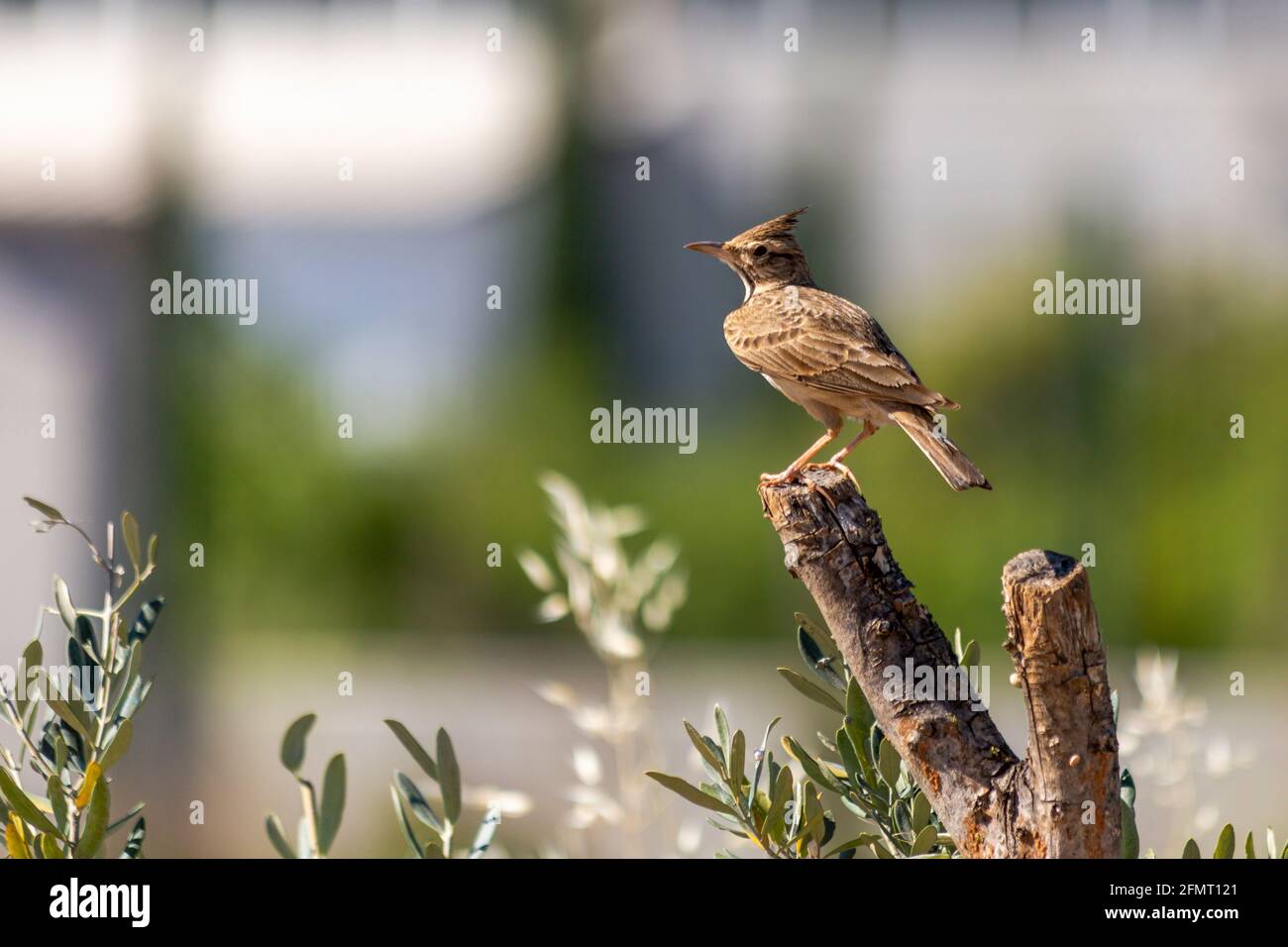 Crested lark (cristata in the Gallery) is a species of bird belonging to the larkeae family. Stock Photo