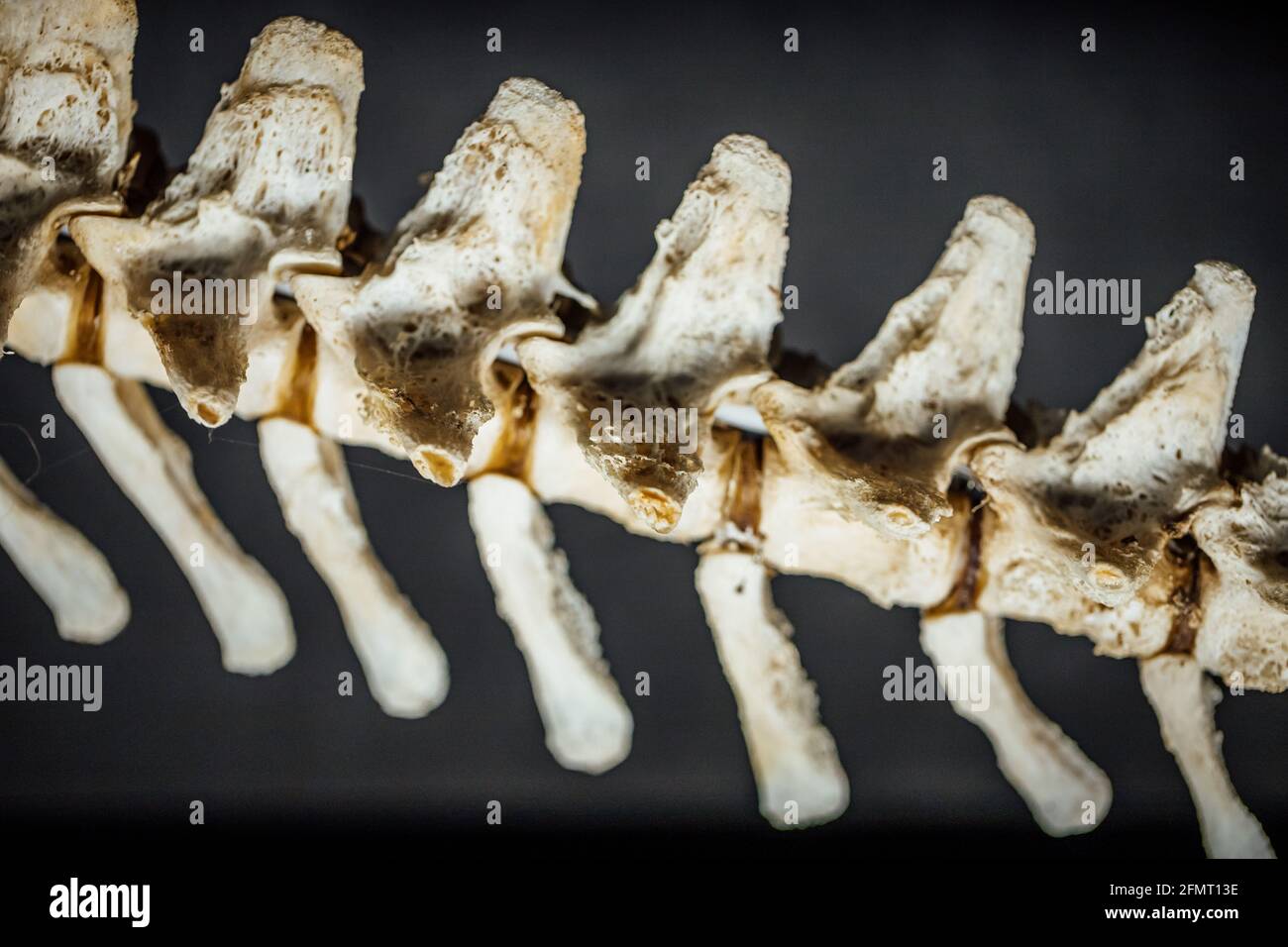 Closeup shot of the skeleton of an alligator Stock Photo - Alamy