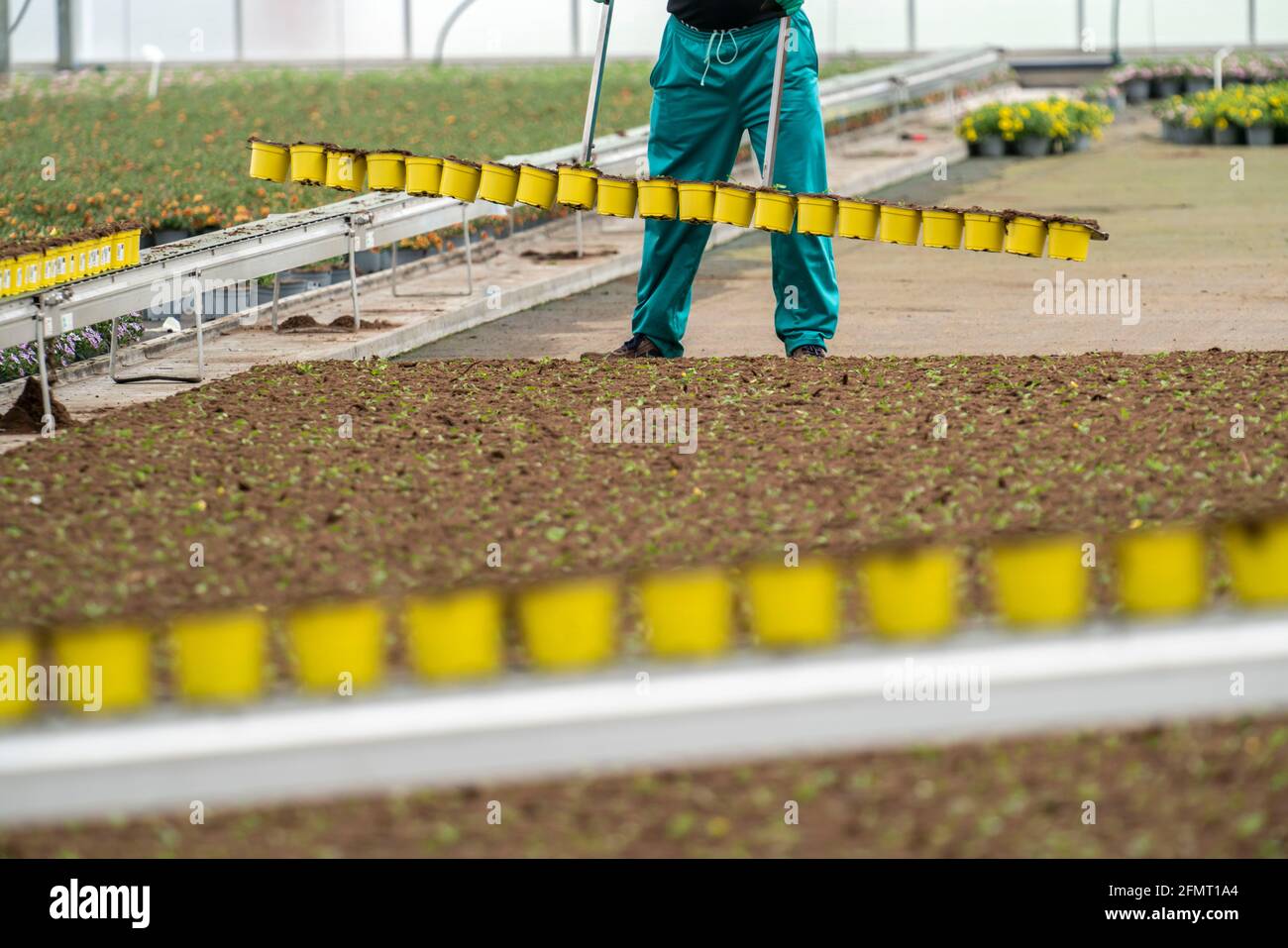 Horticulture business, greenhouse, freshly potted young plants are placed on beds to grow up there, Straelen, NRW, Germany, Stock Photo