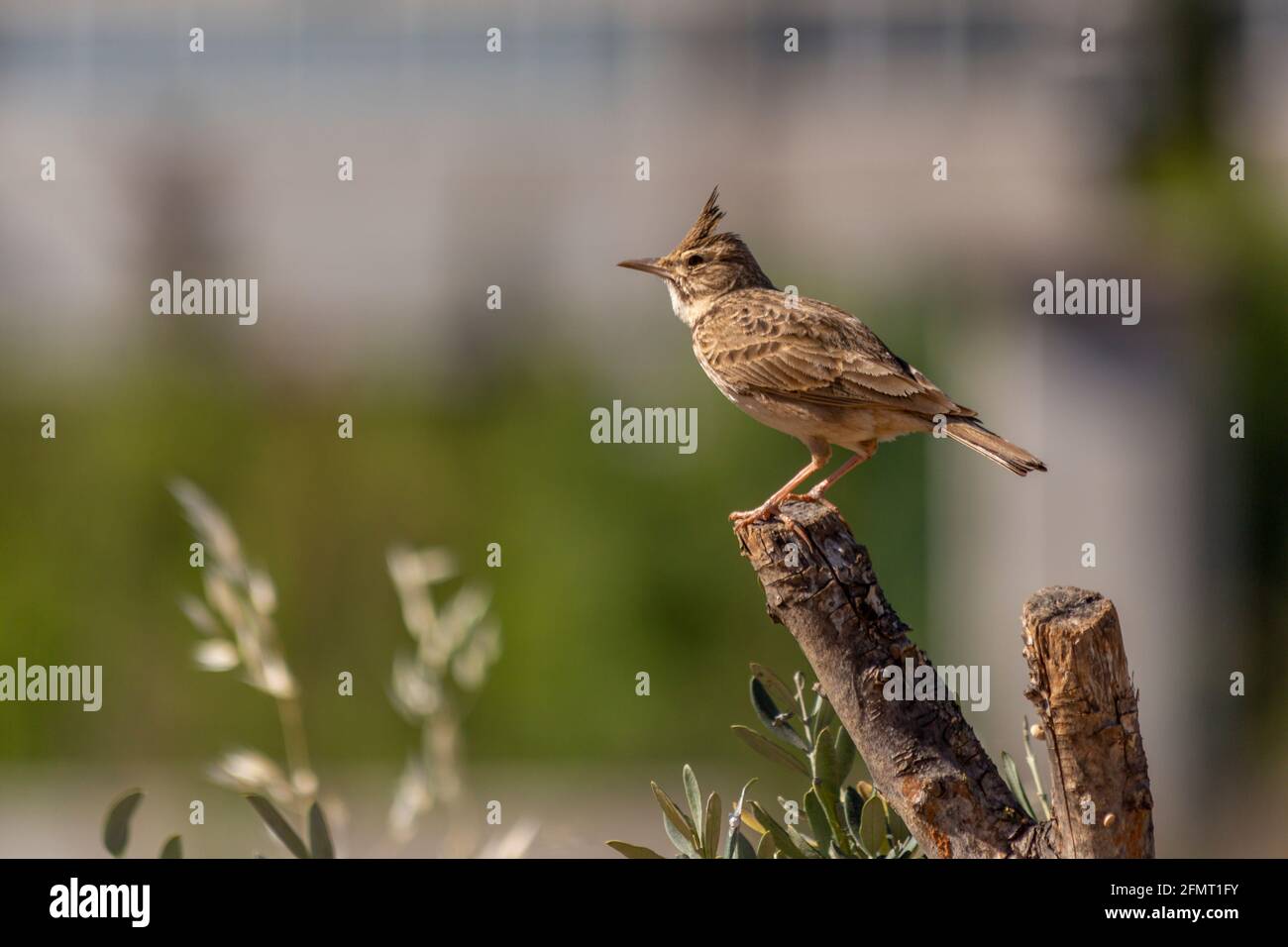 Crested lark (cristata in the Gallery) is a species of bird belonging to the larkeae family. Stock Photo