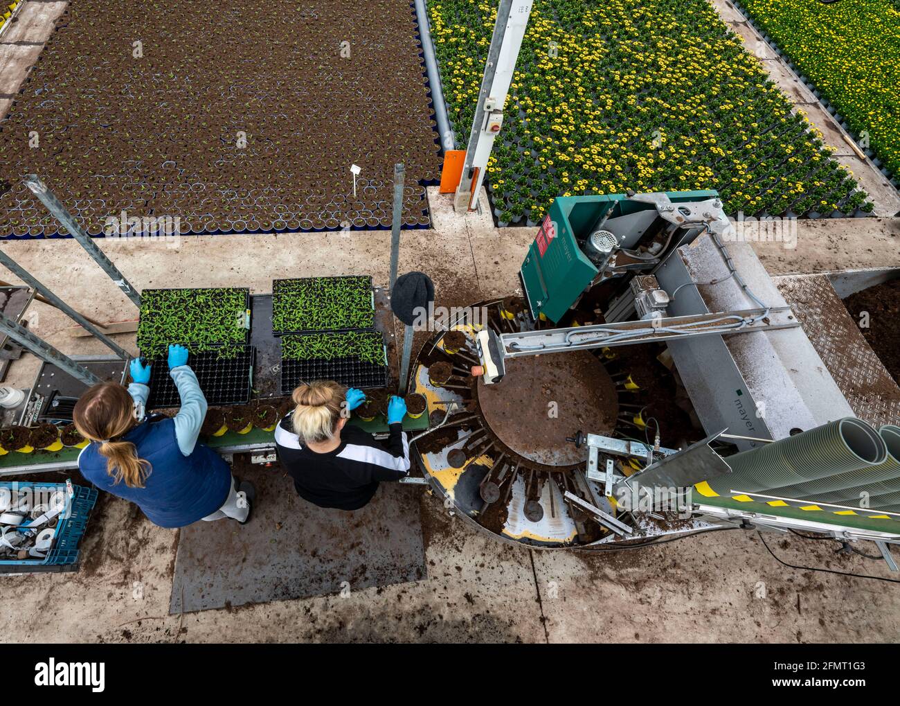 Horticulture business, greenhouse, young plants are potted, the potting