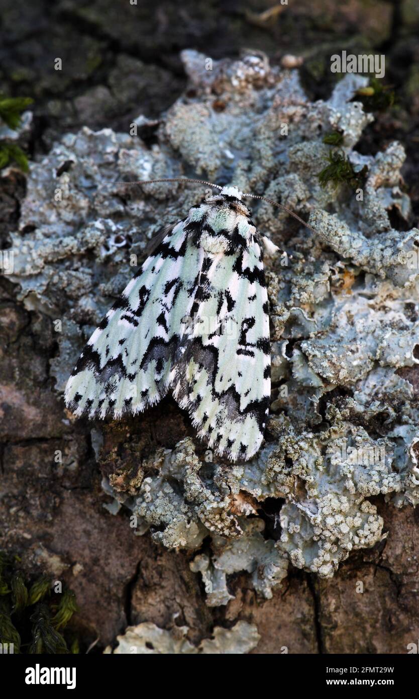 Scarce Merveille Du Jour - Moma alpium Stock Photo